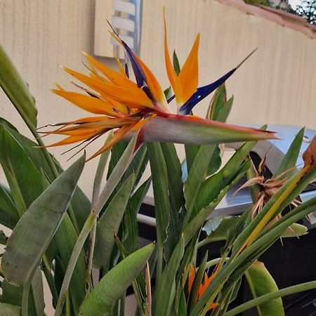 נרבון L'Oiseau Du Paradis מראה חיצוני תמונה