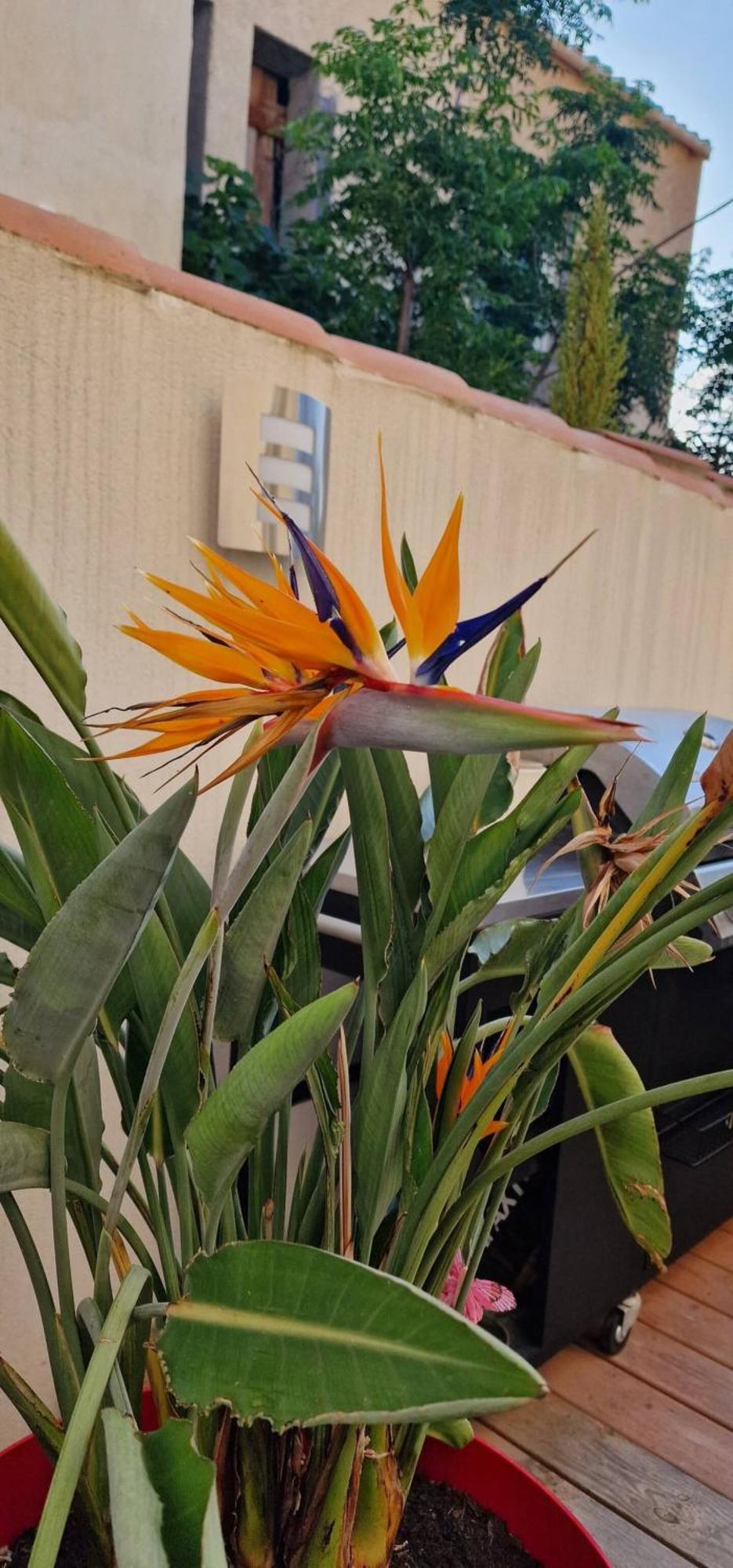 נרבון L'Oiseau Du Paradis מראה חיצוני תמונה